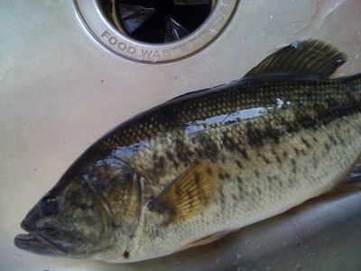Largemouth bass closeup